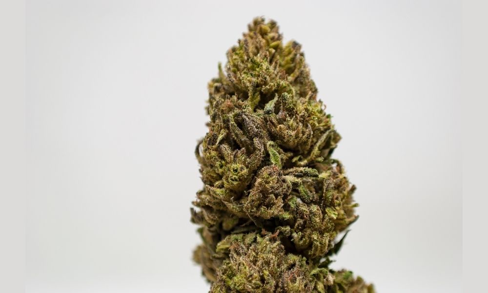 Hybrid Strains For Balanced Highs