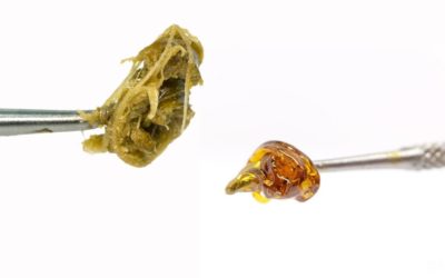 Rosin vs Resin Whats The Difference?