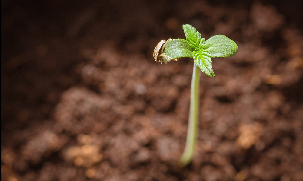 cannabis growing