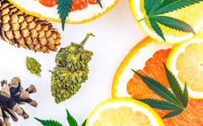 List Of Terpenes Common In Cannabis