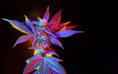 Captivating Cannabis Crossbreeds In 2023