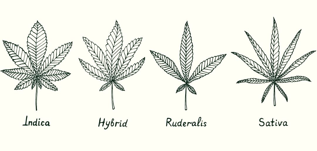 Fact vs. Fiction Marijuana Hybrids