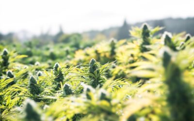 Top 5 Weed Strains To Grow Outdoors
