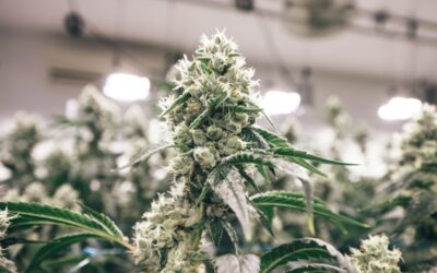 The Most Popular Cannabis Strains to Grow Indoors