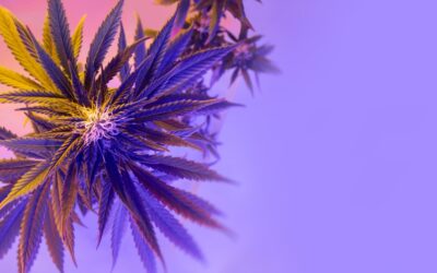 The Pros And Cons Of Vaping Cannabis Flower Vs. Concentrates