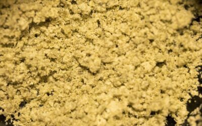 Cannabis Concentrates: What is Bubble Hash?